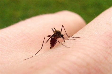 Do You Know Why Mosquitoes Bite Some People More Than The Others