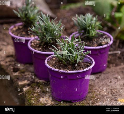 Pots Of Small Lavender Plug Plants Augustifolia Rosea Growing On In