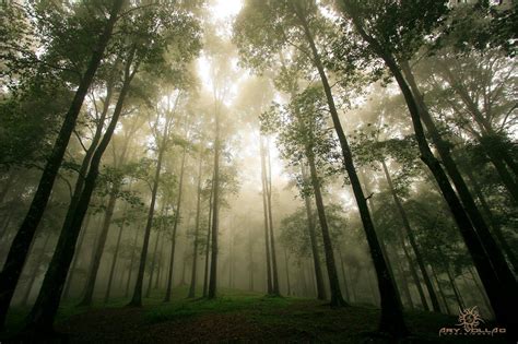 Photography Hutan Pinus Gunung Bunder