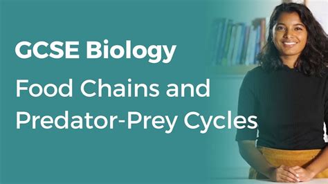 Food Chains And Predator Prey Cycles 9 1 Gcse Biology Ocr Aqa
