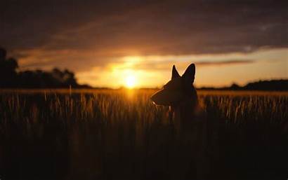 Sunset Silhouette Dog Animals Nature Plants Wallpapers