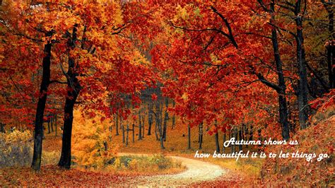 Pin By Julia C On October Autumn Forest Fall Foliage Fall Colors