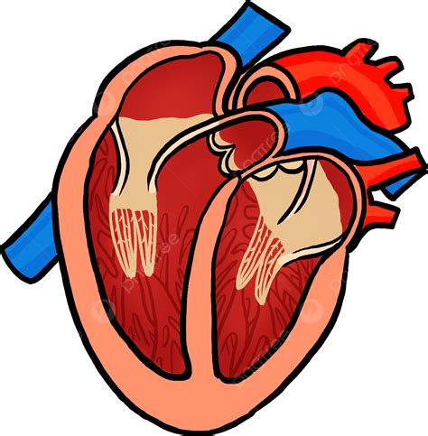 Vector Cardíaco De órganos Humanos Pintado A Mano Roja Material Libre