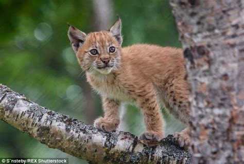 Baby Siberian Lynx
