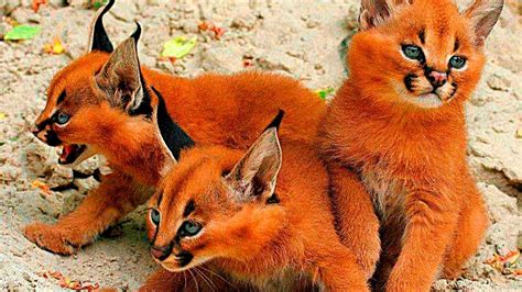 5 Very Rare And Unusual Cats Blion