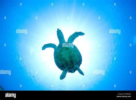 Sea Turtle Swimming Underwater Stock Photo Alamy