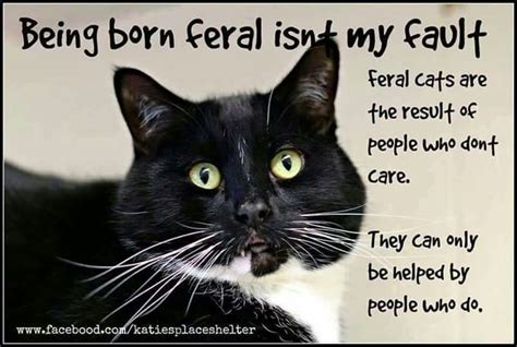 143 Best For The Love Of Feral Cats Images On Pinterest Feral Cats