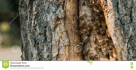 Wild Bees Have Made A Hive In A Tree Stock Image Image Of Structure