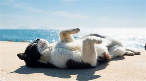 Cute Cats Sunbathing Best Of Cats Sunbathing Youtube