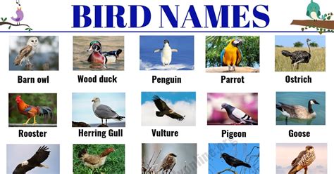 Bird Names List Of 35 Popular Types Of Birds With Esl Picture
