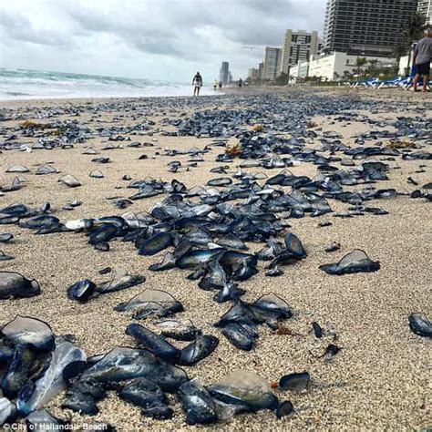Thousands Of Jellyfish Found On South Florida Beach