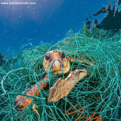 Protect Wildlife Save The Turtles Stop Using Plastic Products That