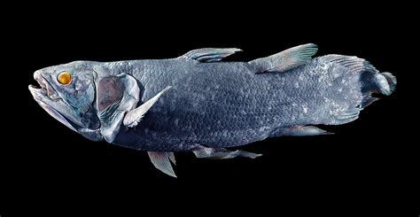 Coelacanths The Fish That Outdid The Loch Ness Monster Natural