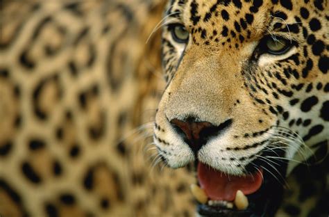 Panthera Onca Wallpapers High Quality Download Free
