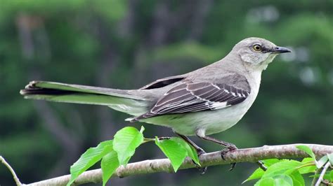 Northern Mockingbird Calling Lissen Birds Natural Birds Voice Bird
