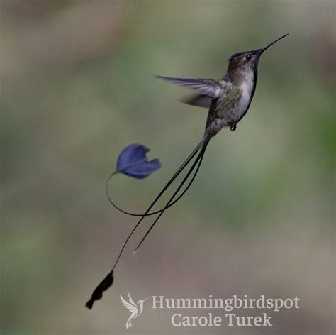 Marvelous Spatuletail Hummingbird Facts Information Hummingbird