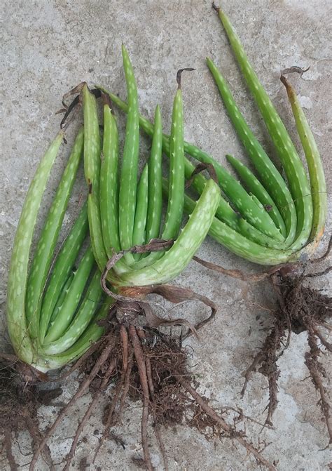 Aloe Vera Roots For Planting Paypal