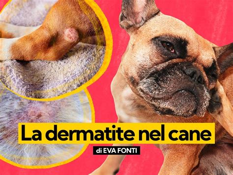 La Dermatite Nel Cane Sintomi Cause E Come Curarla Hot Sex Picture