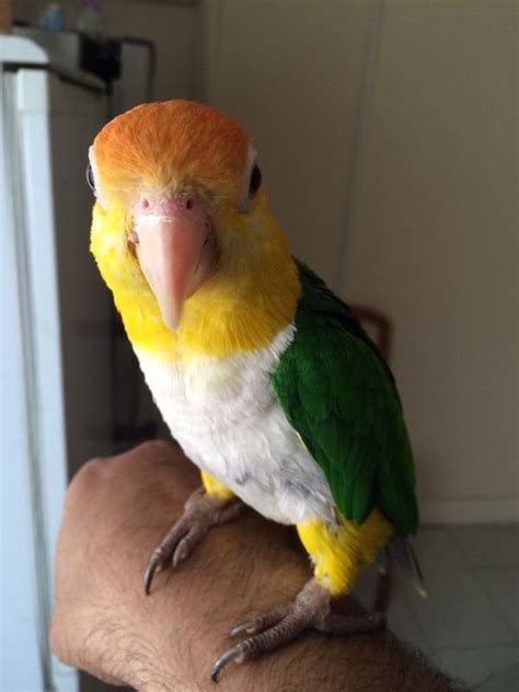 White Bellied Caique Facts Care As Pets Pictures