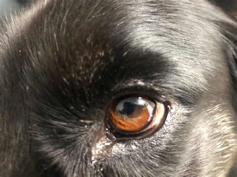 Brown Spot On Dogs Eye Should You Be Worried Joypetproducts