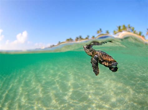 Sea Baby Turtle Karinacarsolio
