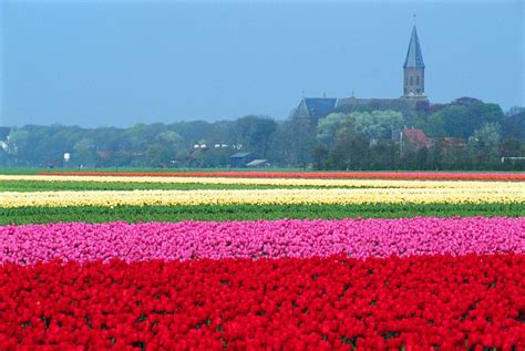 Flower Fields Of The Netherlands Netherlands Tourism