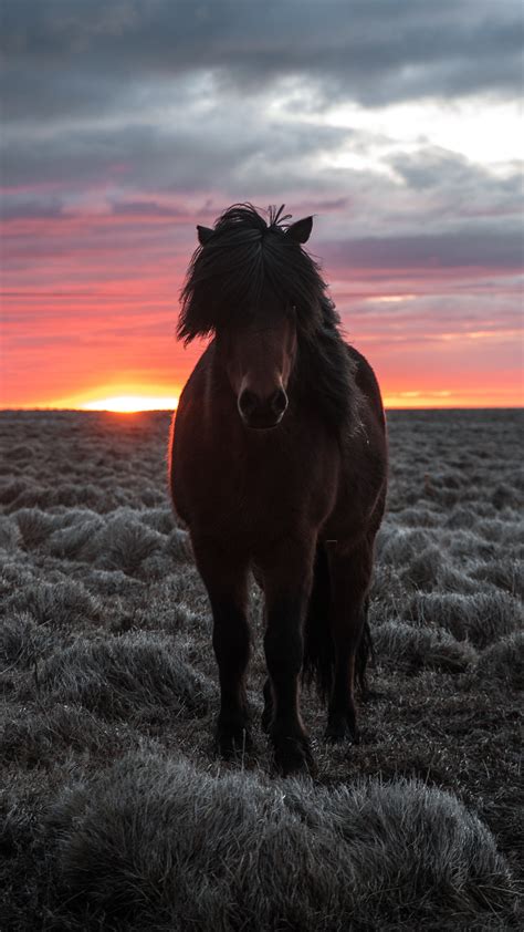 Free Images Mammal Sky Mane Mustang Horse Stallion Shetland Pony