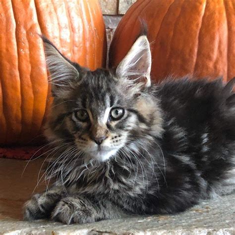Gorgeous, lovely & playful purebred maine coon kittens available for sale! Pin on Cats