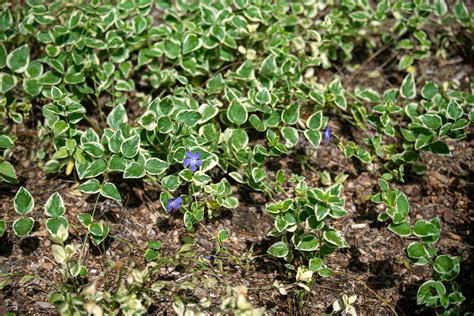 How To Grow And Care For Bigleaf Periwinkle