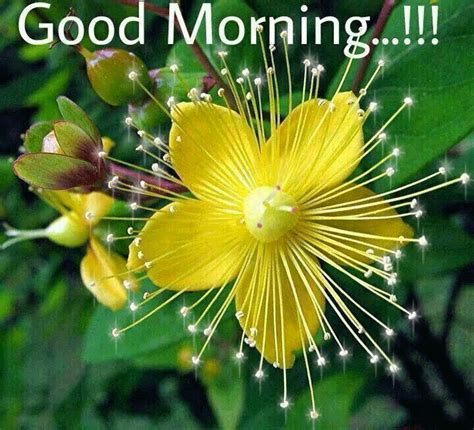 Good morning in floral frame. Animated Good Morning Greetings|Good Morning Greetings GIF