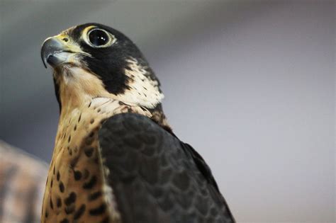The Massachusetts Birds Of Prey Rehab Facility Offering A Second