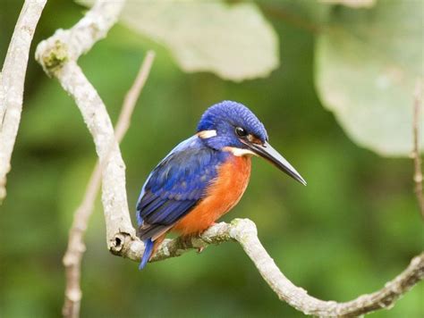Shining Blue Kingfisher Birdforum Opus Birdforum