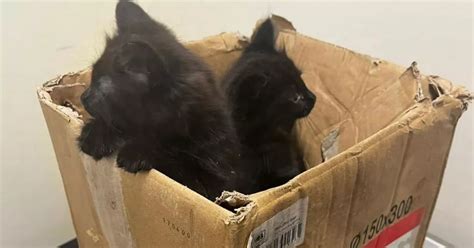 Five Terrified Kittens Found Dumped In A Sealed Cardboard Box In Canterbury Kent Live