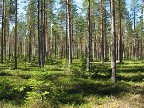 Nature Of Finlandforests