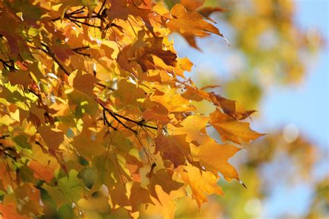 Autumn Leaves Fall Free Photo On Pixabay