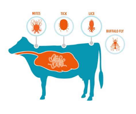 Parasites Cattle Toxoplasmosis