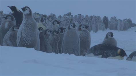 Emperor Penguin Aptenodytes Forsteri Chicks Huddled Together In
