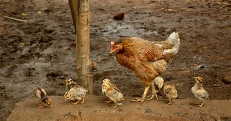 Filehen With Chicks Raisen District Mp India Wikimedia Commons