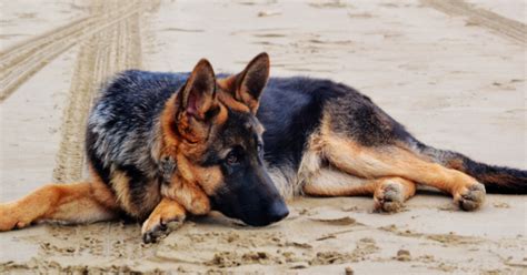 German Shepherd Dog 101 Fundamental Training Tips Dtailed
