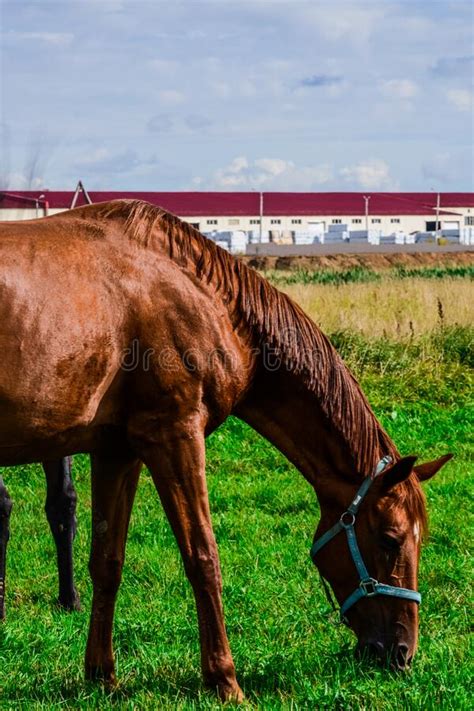 Farm Horse The Brown Horse Eats Grass Stock Photo Image Of Meadow