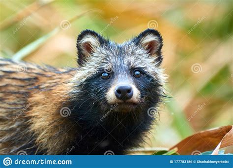 Raccoon Dog Nyctereutes Procyonoides In Kazakhstan Cute Wild Animals