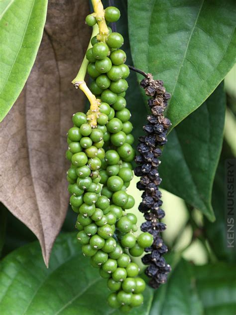How To Grow Black Pepper Tips For Growing Black Pepper Plant