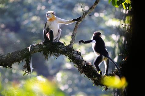 Two Monkeys Sitting On Top Of A Tree Branch