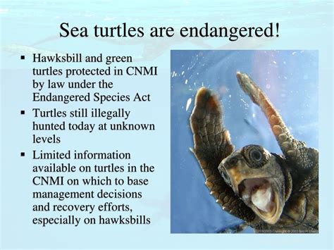Ppt Mariana Island Sea Turtles Powerpoint Presentation Free Download