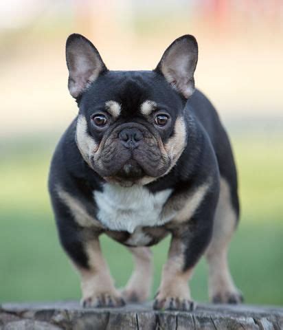 One of the reasons french bulldogs are so popular other than french bulldogs have many colors and color patterns that when mixed together gets you the solid (a/a) with no brindle (ky/ky) dogs are pretty rare and in my opinion the most beautiful coats the. Rare French Bulldog Colors | Chó bulldog