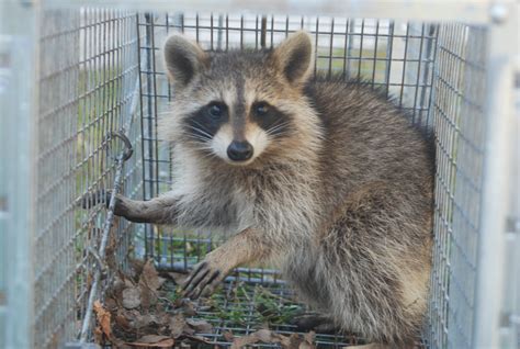Wildlife Control Services Animal And Wildlife Removal