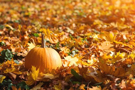 How Pumpkin Can Be Beneficial To Your Teeth