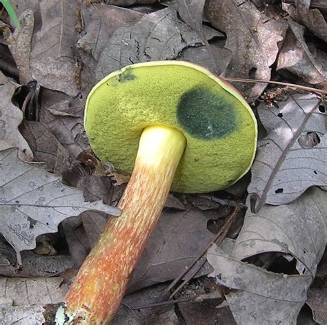 Two Colored Bolete Boletus Bicolor Hikers Notebook