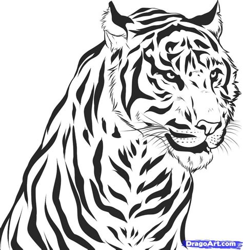 Step 7 Tiger Drawing Realistic Drawings Animal Drawings