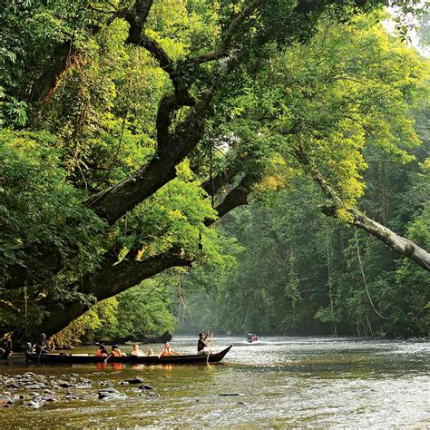Taman negara (national park) is the first and the oldest official protected jungle. Five best things to do at Taman Negara National Park ...
